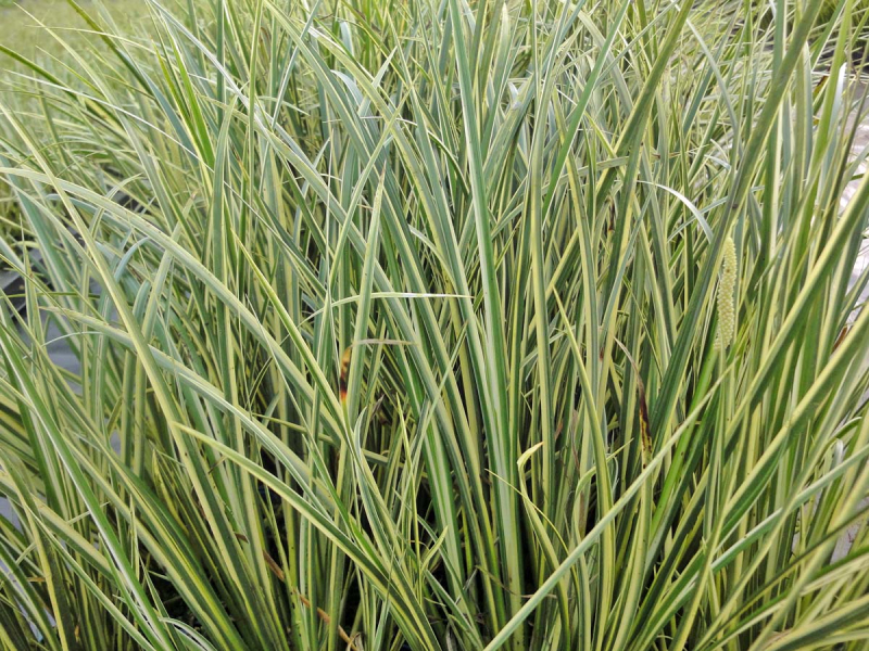 weißgestreifter Kalmus - Acorus calamus Variegatus